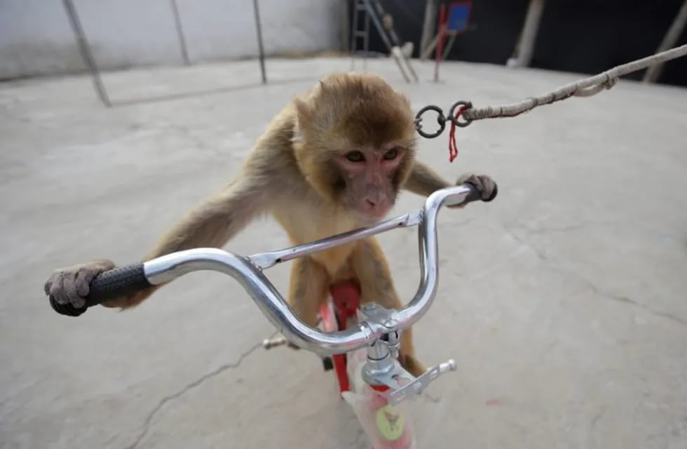 Un mono en bicicleta intentó \