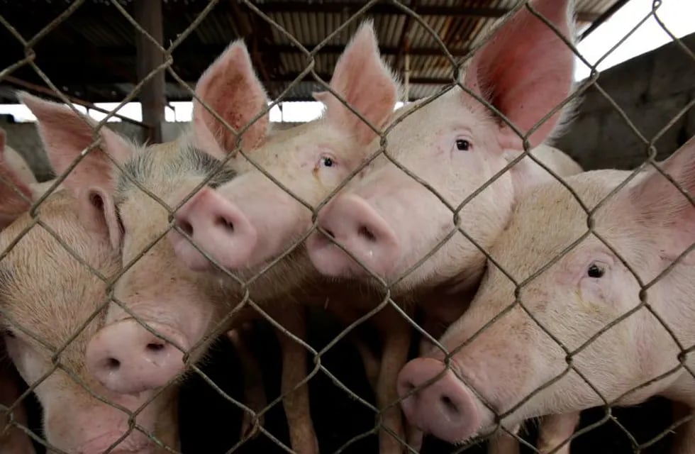 Pigs are pictured at a pig farm in Ciudad Juarez, Mexico, July 24, 2017. Picture taken July 24, 2017. REUTERS/Jose Luis Gonzalez mexico ciudad juarez  mexico nota sobre el consumo de carne de cerdo carne porcina cerdos