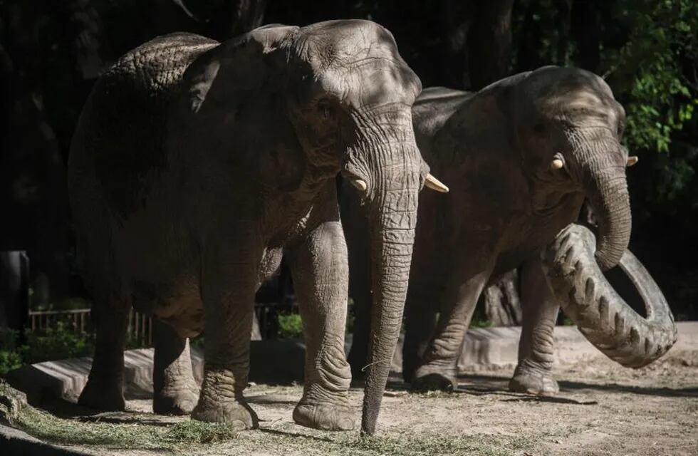 Asian elephants Pupi (R) and Kuki are pictured at Buenos Aires zoo on November 24, 2016.\r\nAfter the unprecedented case of Sandra the orangutan whose rights were recognised by a court, now three elephants from the Buenos Aires' Zoo will have their own lawyers sponsored by an NGO for alleged 'animal abuse'. / AFP PHOTO / EITAN ABRAMOVICH ciudad de buenos aires  elefantes del ex zoologico de la ciudad eco parque animales elefantes traslado