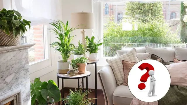 Feng Shui: La única planta que no debes tener en el interior de tu casa