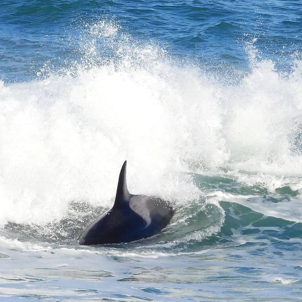 Los mejores avistajes de orcas se pueden hacer en marzo, abril, mayo, octubre y noviembre en la Península Valdés.