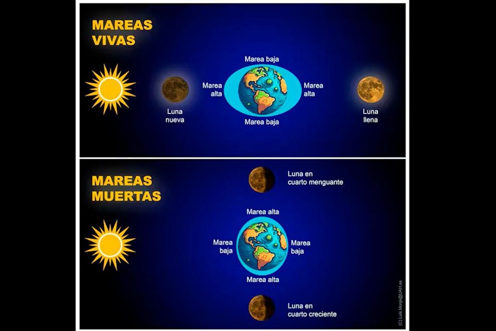 Posiciones del Sol, la Tierra y la Luna (M) con respecto a las mareas muertas y vivas. (Luis Monje, CC BY-NC-SA)