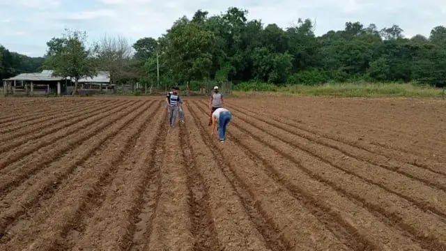 Producción agrícola en Jujuy