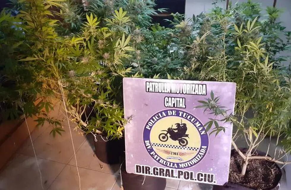 Secuestraron siete plantas de marihuana de un departamento en la capital tucumana.