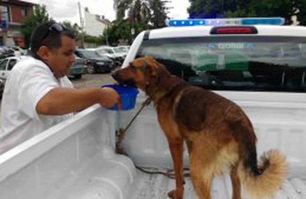 La policía arrestó a los conductores del utilitario y permitió rescatar a la mascota.