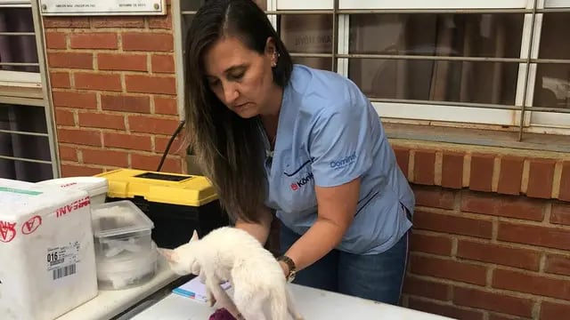 Exitosa jornada de castración de mascotas en Puerto Iguazú