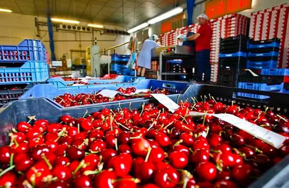 Este año la venta de cerezas a China se incrementó sustancialmente. Durante la presenta temporada se exportaron 190 toneladas.