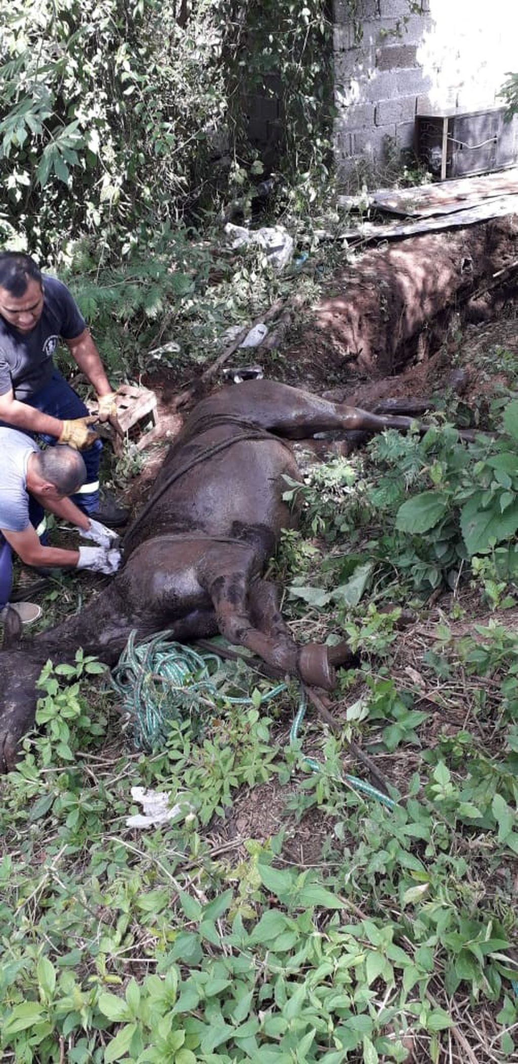 Caballo rescatado en Metán. (Policía de Salta)