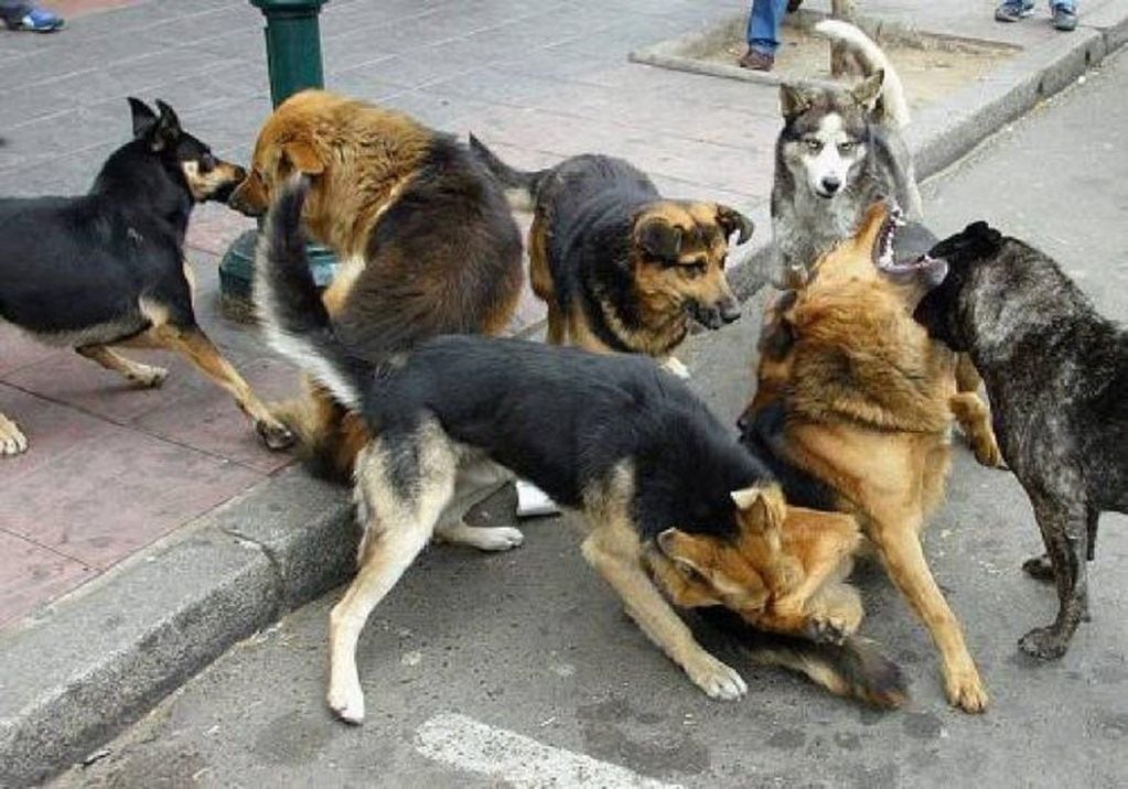 Perros asilvestrados - Tierra del Fuego