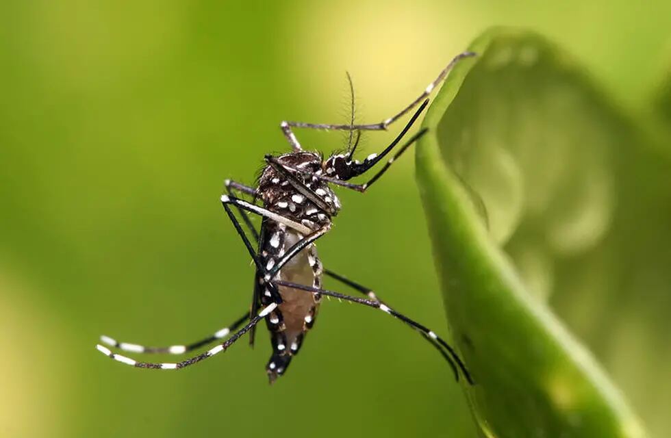 El dengue es endémico en la zona