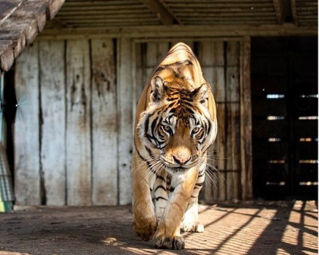 Tigres del tren de San Luis.