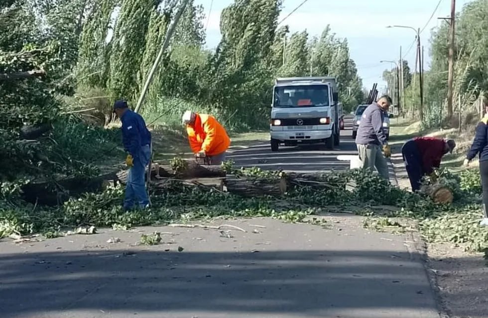 Una familia chocó contra un árbol que cayó en medio del camino a causa de las ráfagas de viento superaron los 100 kilómetros en San Rafael. Imagen ilustrativa.