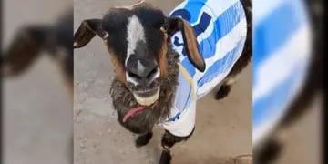 Conocé la historia de Vilma, la cabra neuquina: es tiktoker y buscan que sea la mascota de la Selección Argentina.