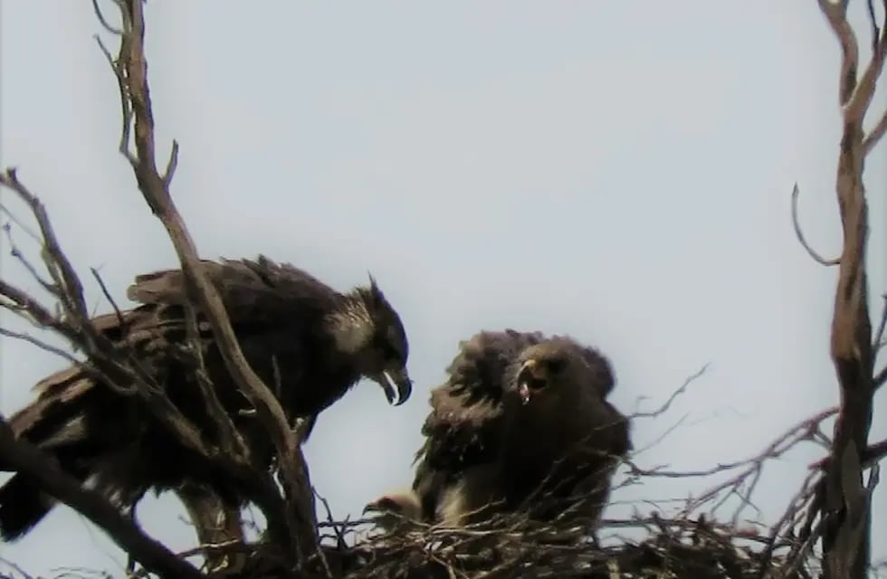 Se confirmó el nacimiento de un pichón de águila coronada en Mendoza: ¿cómo  lo encontraron?
