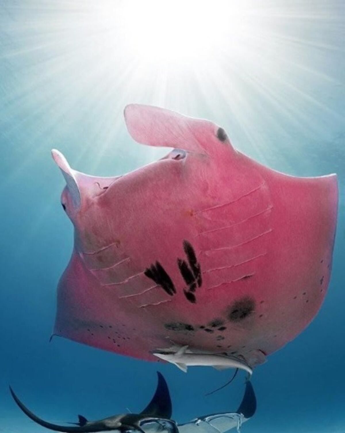 Una mantarraya rosa es furor en las redes: cuáles son los motivos de su ...