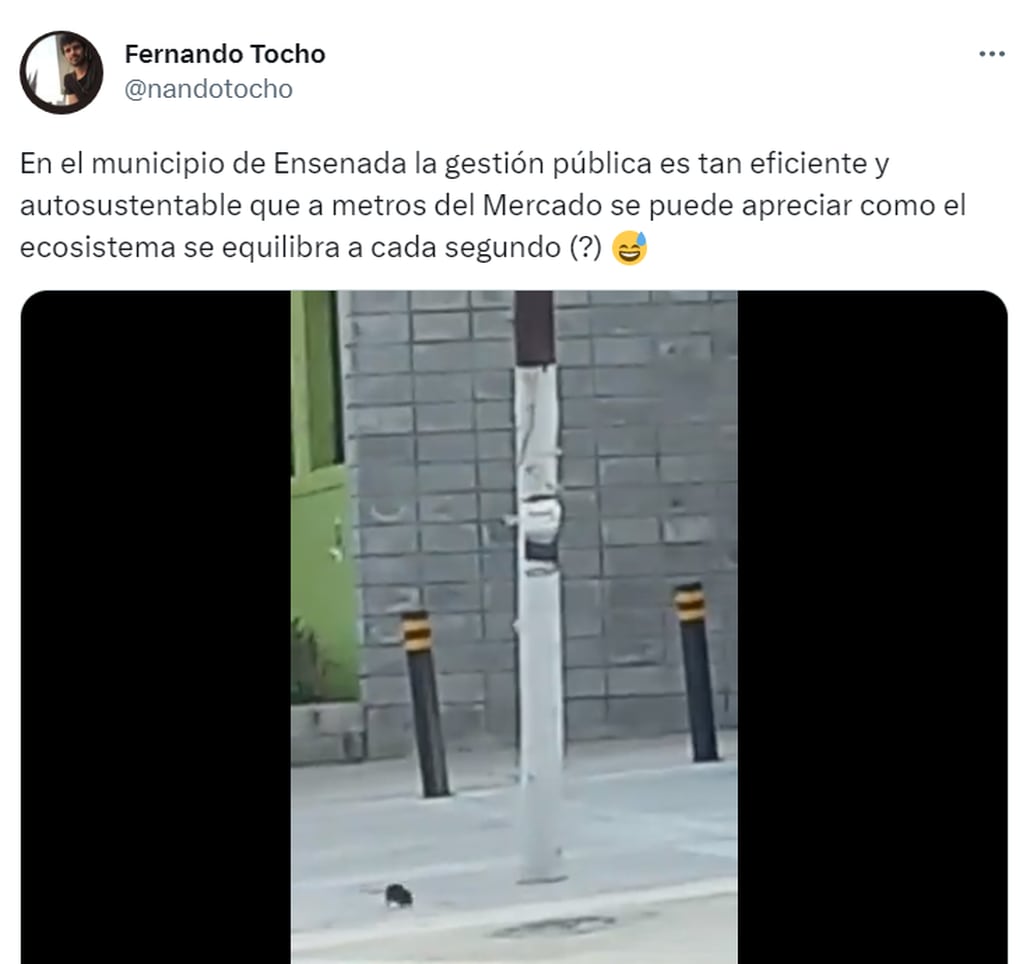 El peculiar tuit de los animales en Ensenada.