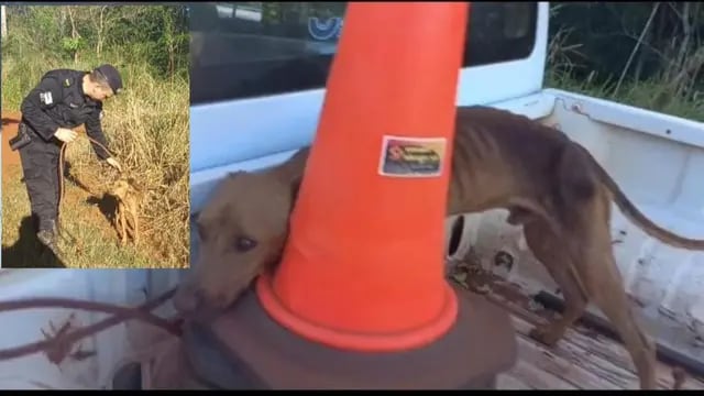 Rescataron a dos perros que fueron abandonados con graves heridas en Eldorado