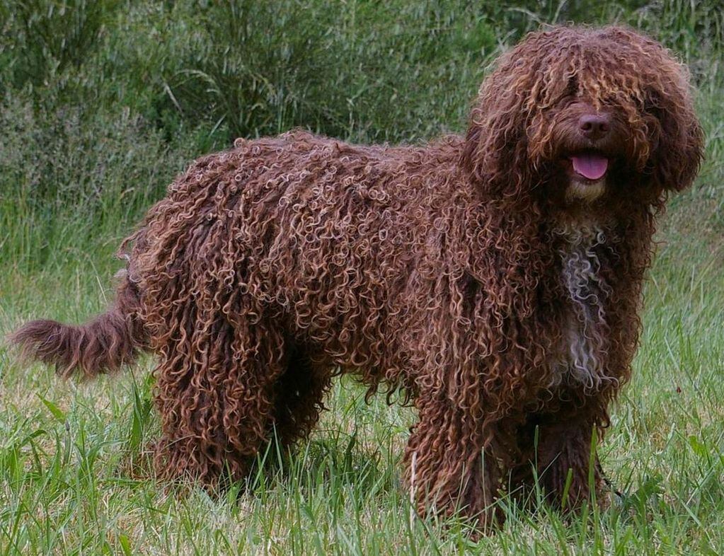 El pelaje del perro de agua portugués puede ser negro, blanco, marrón o un mix de estos.