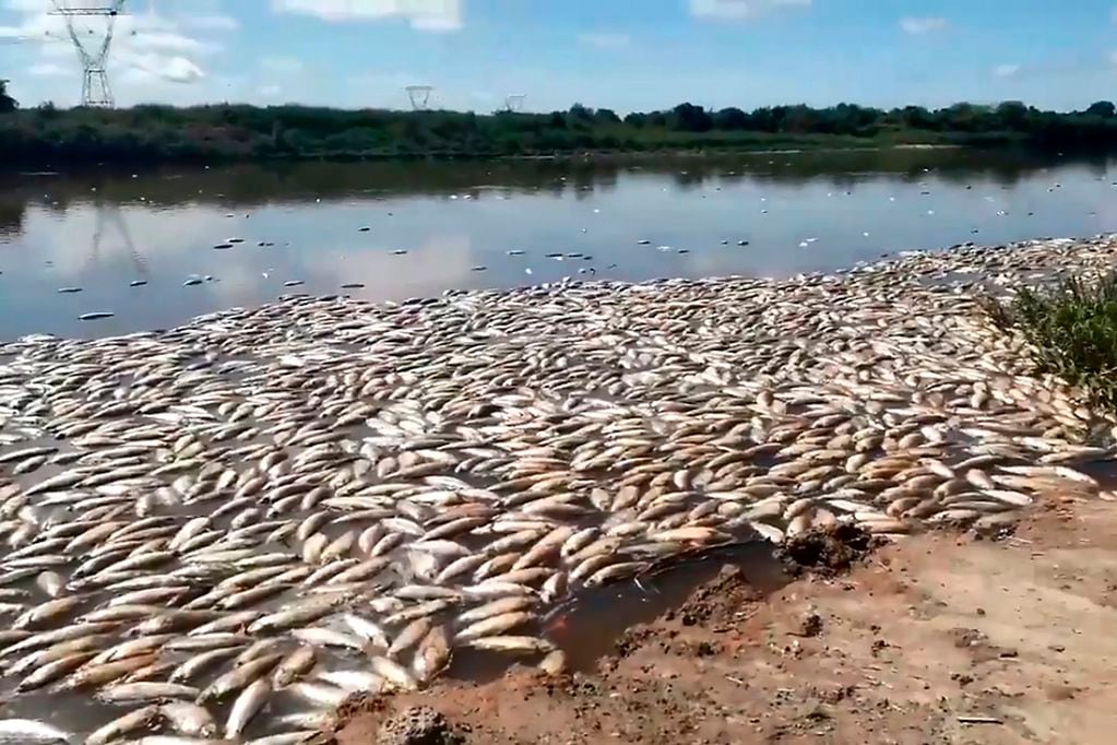 En 2021 hubo una gran mortandad de peces y se detectó la presencia de glifosato y clorpirifos en las muestras de agua y tejido.