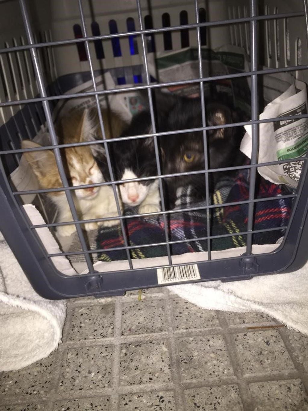 Algunos de los gatos que conviven en el terreno ubicado en la esquina de Palestina y Guardia Vieja, Almagro.  Facebook/GatosdePalestinayGuardiaVieja