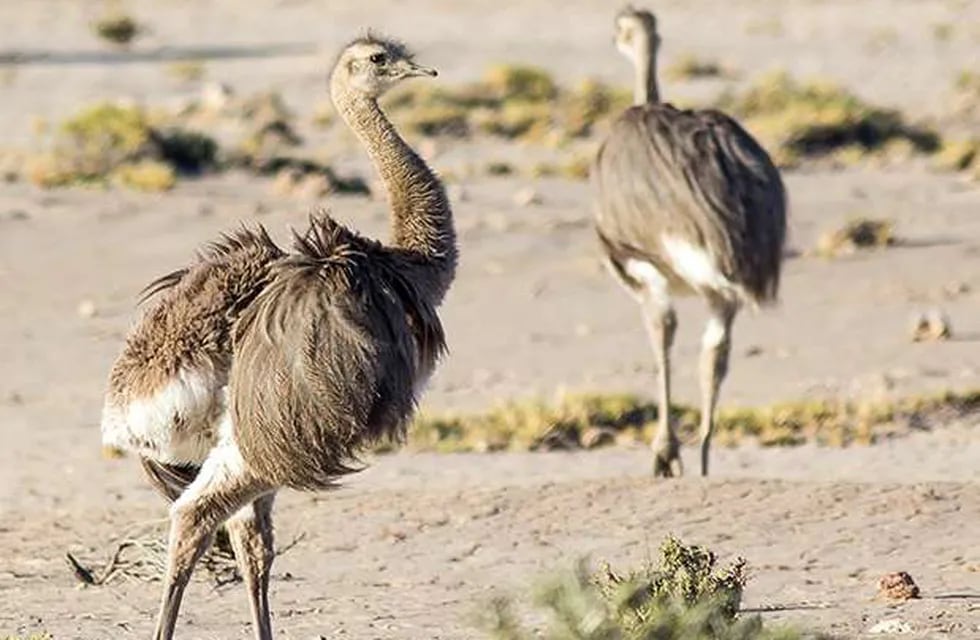 Dos hombres fueron detenidos en el sur mendocino por faenar un avestruz.