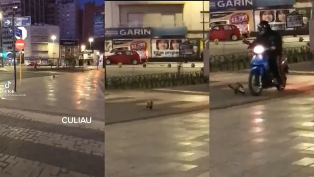Un exótico animal apareció en pleno centro de Córdoba