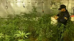 400 plantas de marihuana en un “indoor” de Rosario