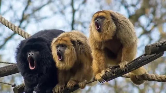 Investigación por la muerte de un mono carayá en Posadas tiene a su primer detenido