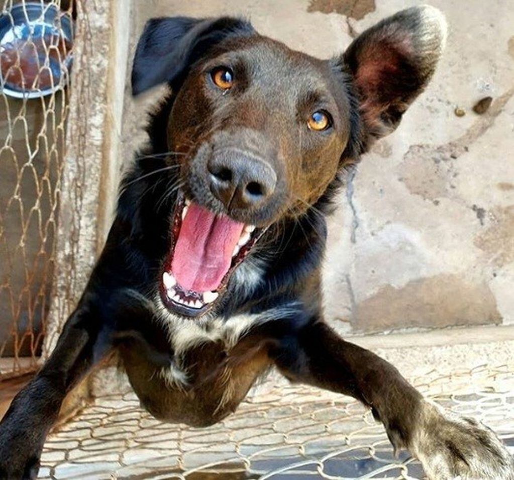 Más de 90 perros esperan una familia en el centro de adopciones Matías Nicolás Mancilla.