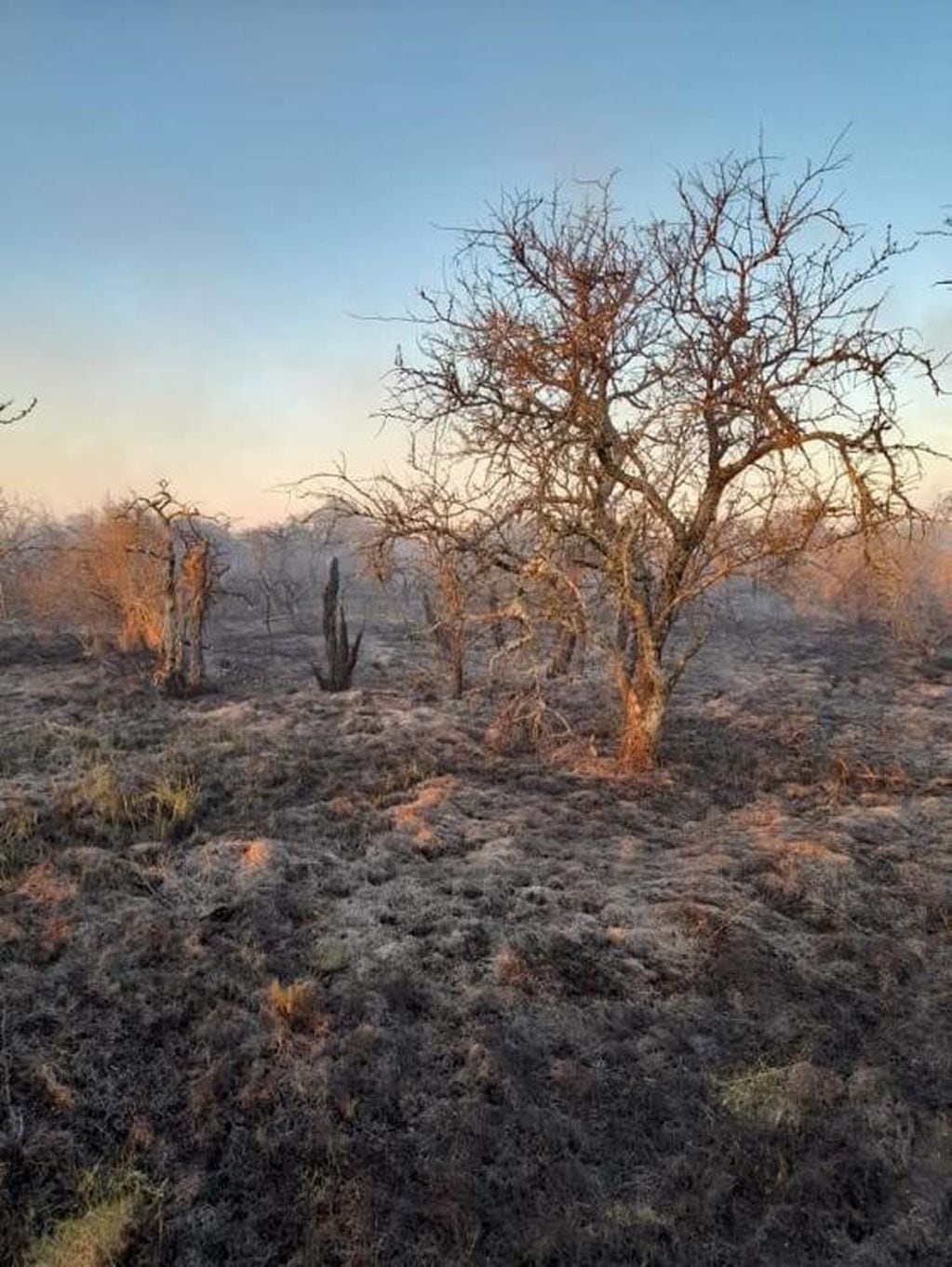 Se quemaron 40 hectáreas de monte nativo
