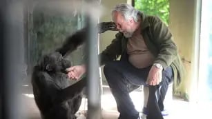 Tomy, el chimpancé de La Plata