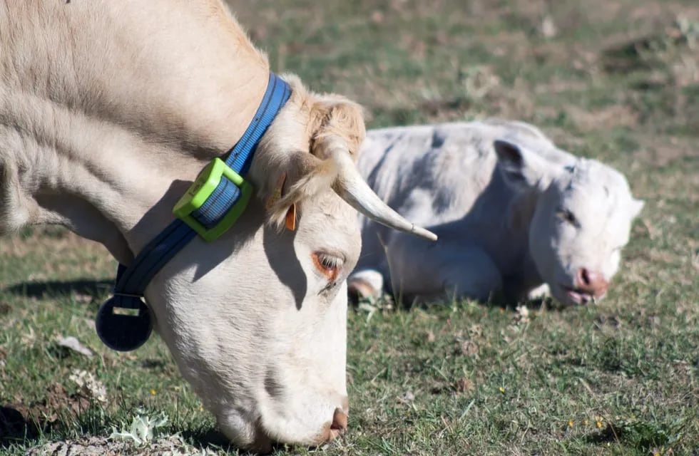 Collar gps para seguimiento vacas en pariciones
