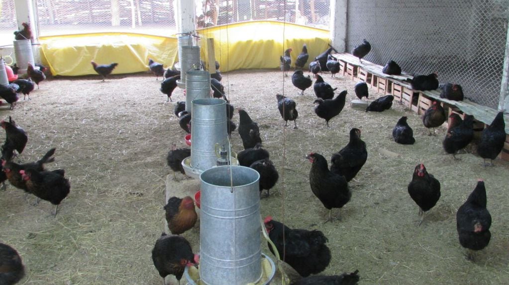 Criadero de gallinas en la sede de Lavalle.