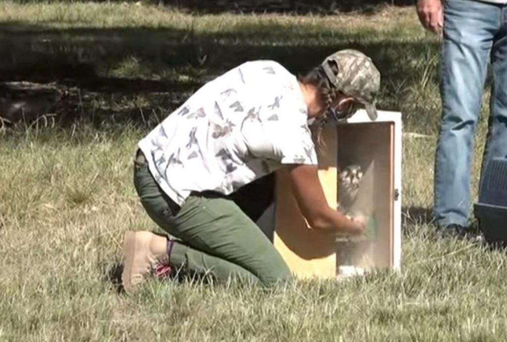 Liberaron a cinco aves rapaces -dos gavilanes mixtos, un halcón aplomado y  tres chimangos-.