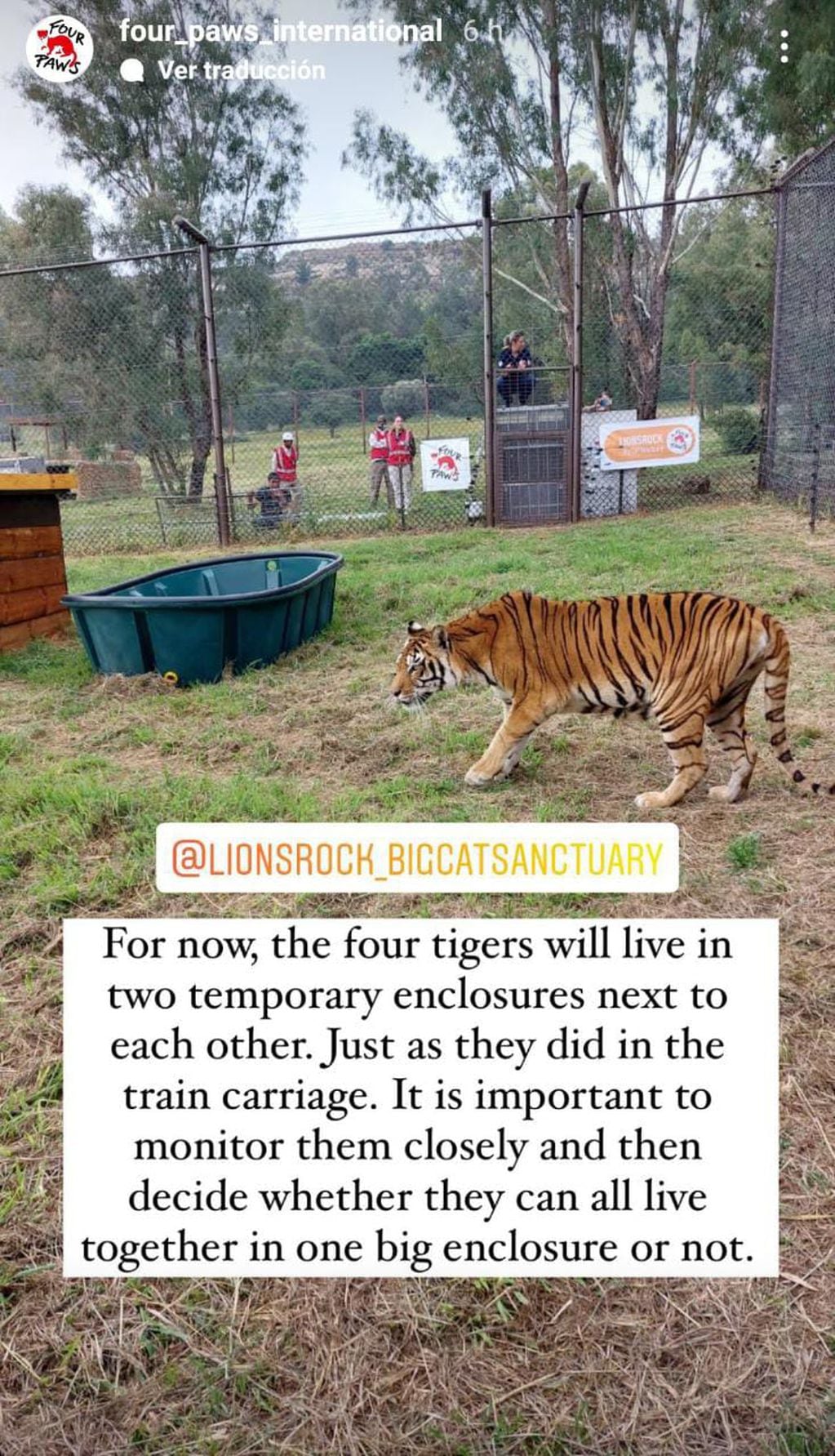 Traducción: "Por ahora, los cuatro tigres estarán en dos ambientes cerrados temporales, uno al lado del otro, tal como estaban dispuestos en los vagones del tren. Es importante monitorearlos y observar para saber si pueden vivir en un solo ambiente cerrado todos ellos".