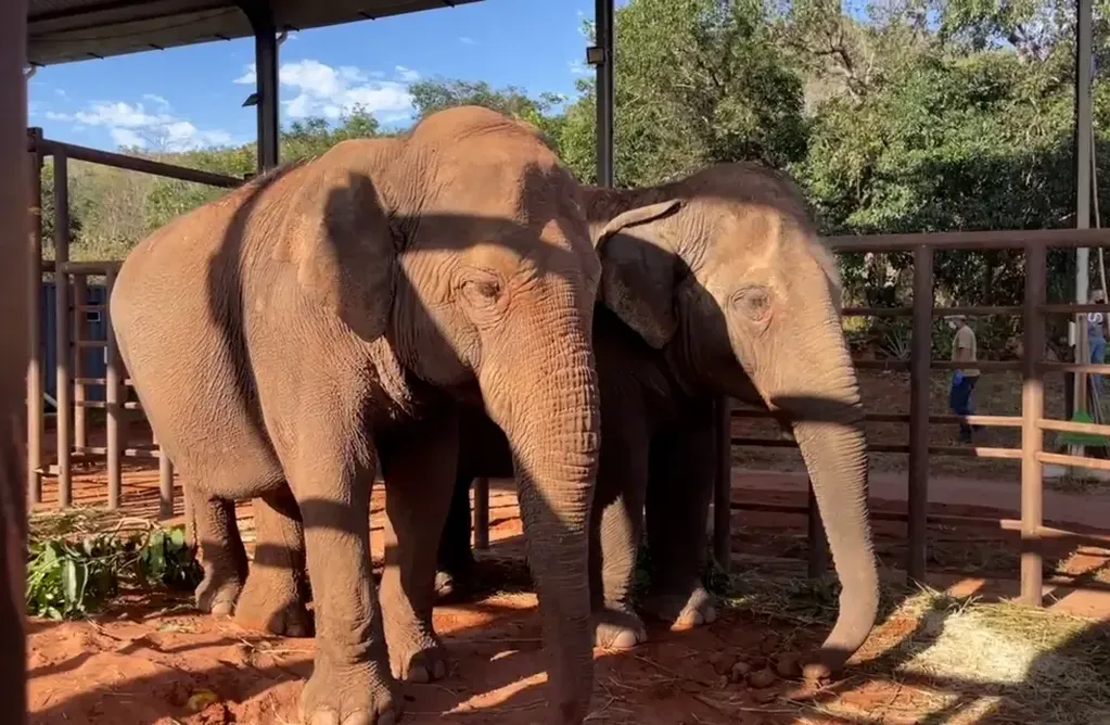 La elefanta Guillermina junto a su mamá Pocha.