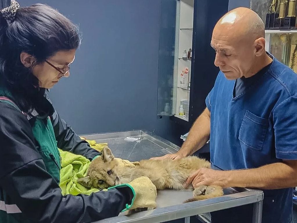 Rescataron a una pequeña puma que estaba atrapada en una pileta en San Juan