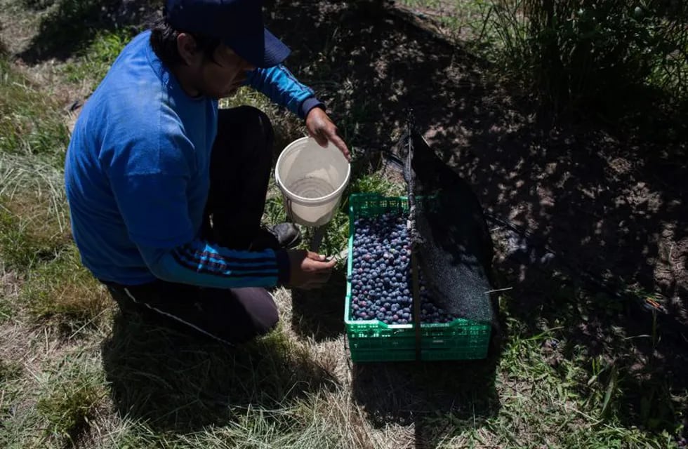 A worker puts freshly picked blueberries into a crate at the Berries del Plata farm in Zarate, Buenos Aires, Argentina, on Thursday, Nov. 9, 2017. Agroindustry Ministry is scheduled to release crop report figures on November 23. Photographer: Erica Canepa/Bloomberg buenos aires  ganja planta de de arandanos plantacion de cultivos cosecha fruta cosechada embalaje frutas cosechados