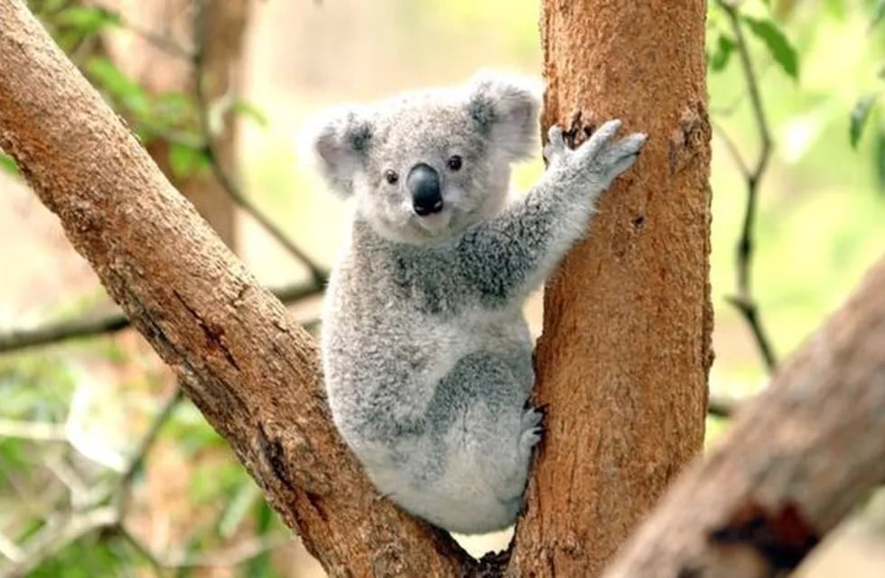 El conmovedor video del rescate de un koala tras los incendios en Australia