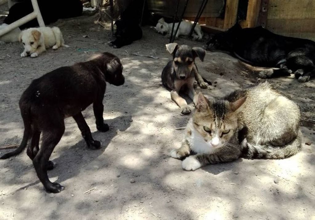 En el refugio "La Casita de Tronquito" hay alrededor de 80 perros y 4 gatos.