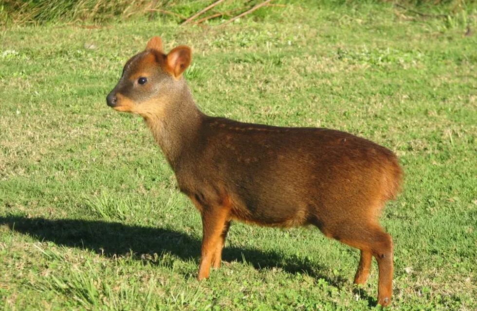 Vecinos de Trevelin, Chubut, vieron a dos Pudú Pudú nadando en el río Arrayanes.