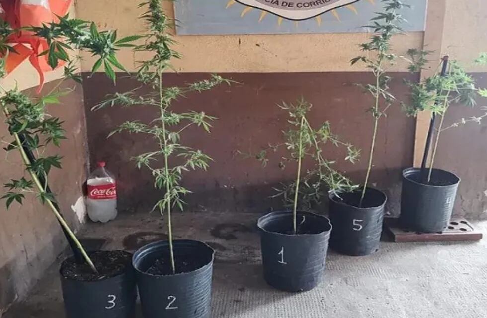 Plantas de marihuana en Corrientes