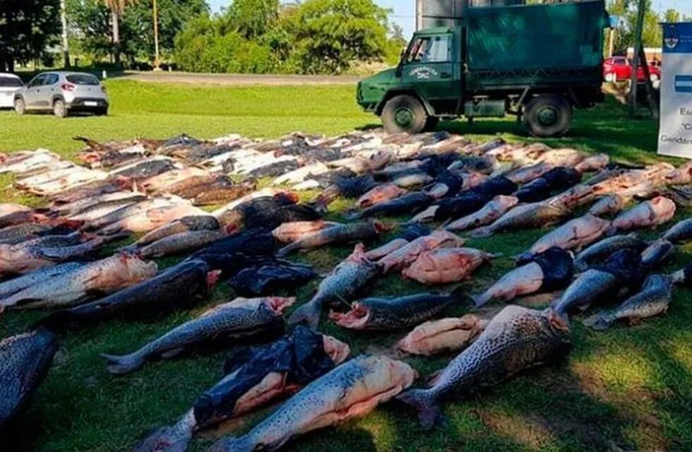 Incautaron 6 mil kilos de surubí en Corrientes. (Foto: El Once)