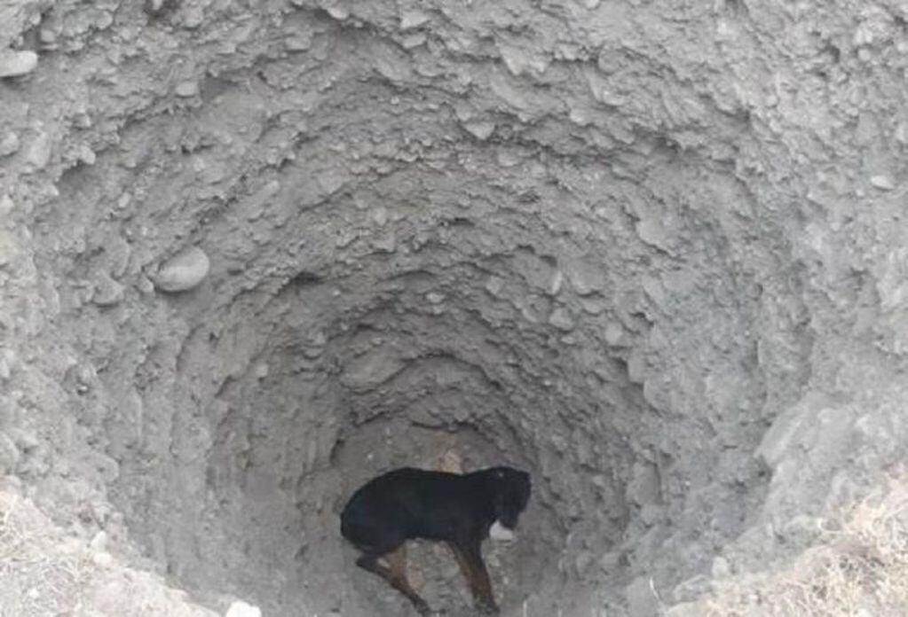 El perro caído, resignado, en el fondo del pozo de 10 metros.