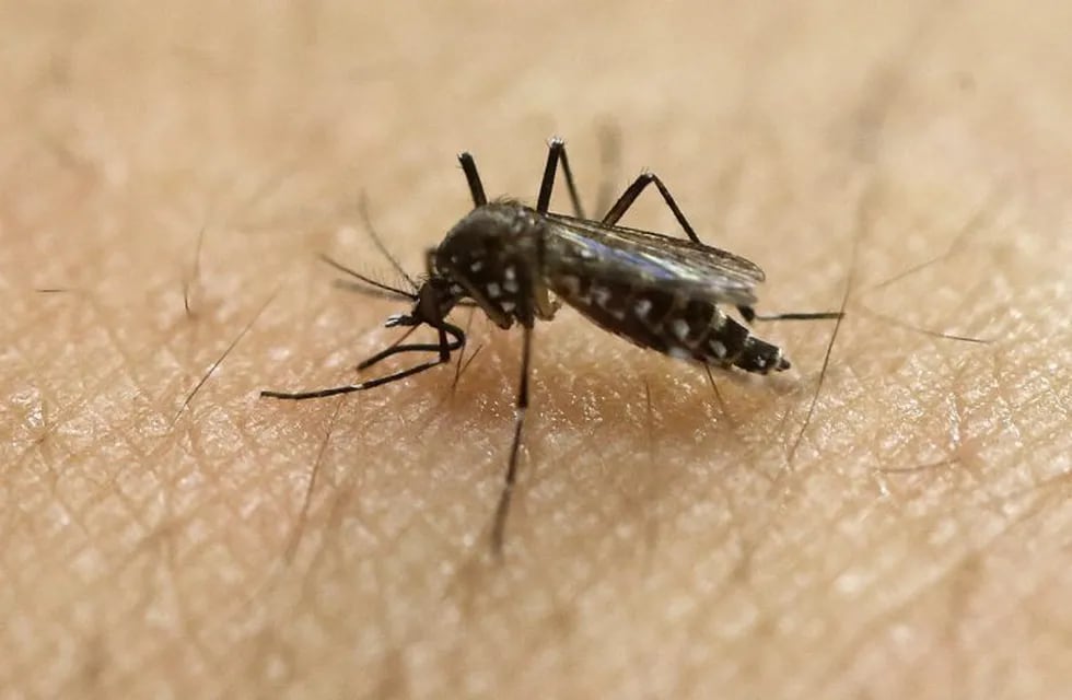 Mosquito Aedes aegypti (Archivo).