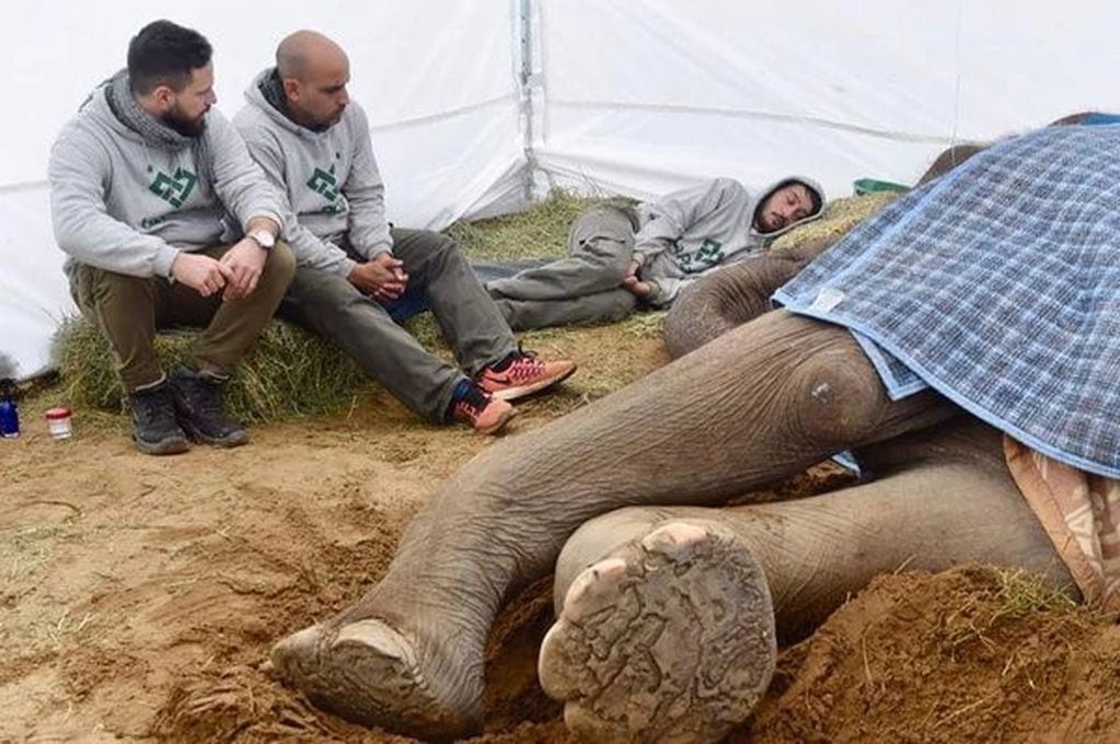 La elefanta Pelusa en sus últimos días de vida. (Web)
