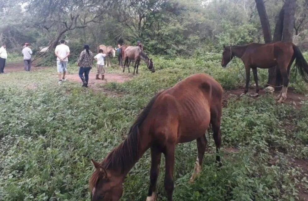 Caballos en el Predio de Caballería.