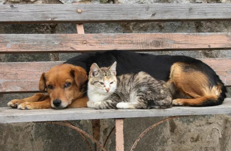Perro y gato callejeros