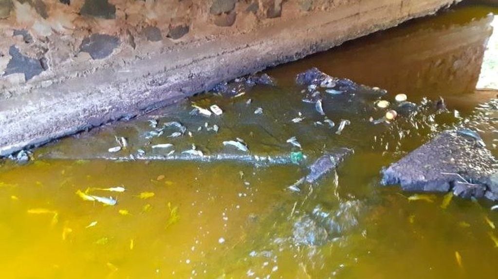 Agua amarillenta contaminada en el curso del arroyo Vicario de Posadas donde se retiraron 300 kilos de peces muertos. (MisionesOnline)