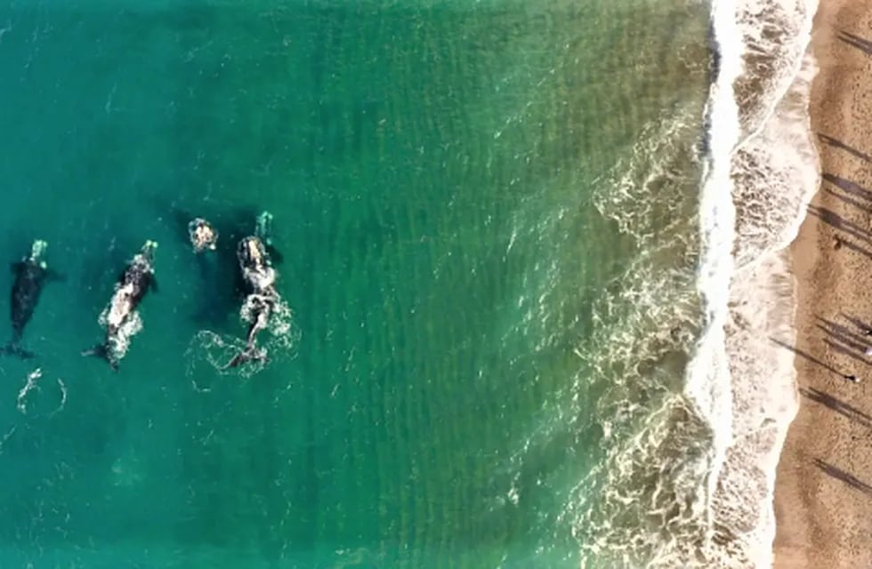 Varias ballenas sorprendieron a orillas de la playa El Doradillo, Puerto Madryn.